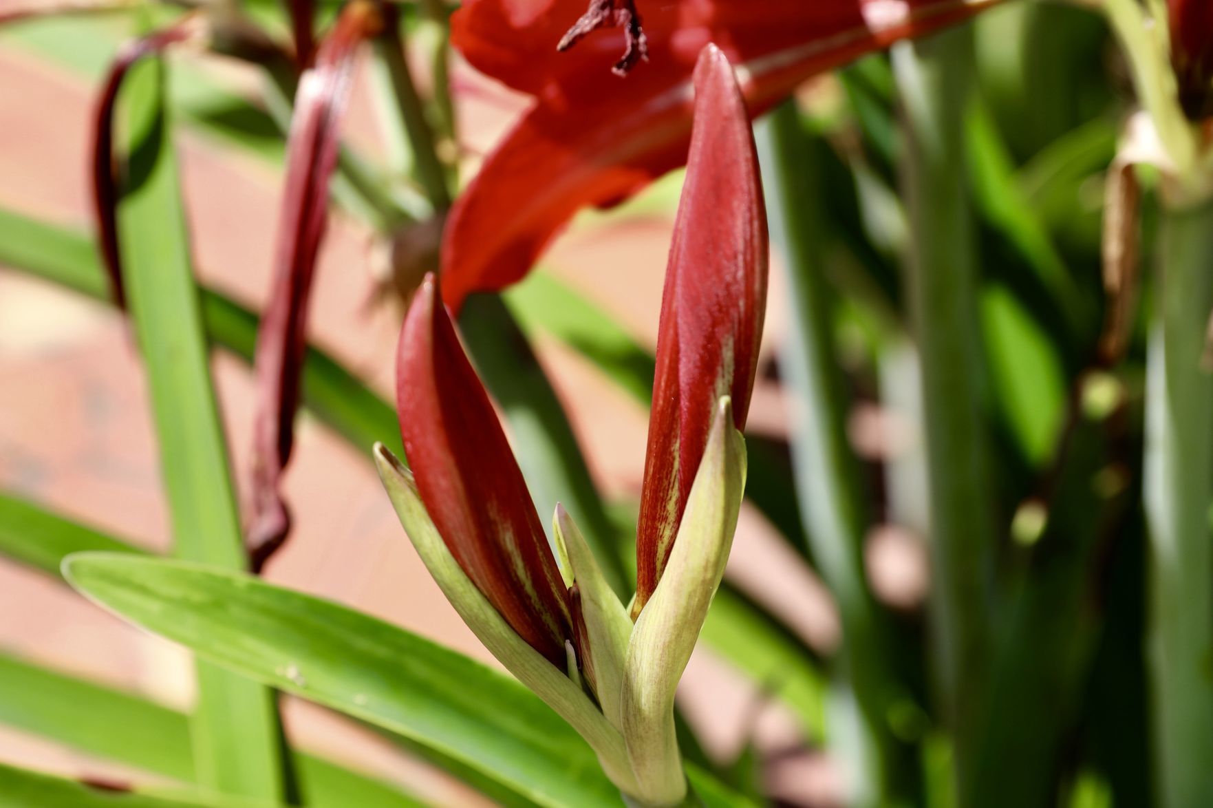 Amaryllis Bloom